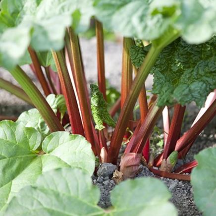 Natural active Rhubarb